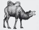 Velbloud dvouhrbý (Camelus ferus) patrně nebyl přímým předkem domácího drabaře (C. bactrianus), který vznikl z jiné, dnes vymizelé formy. Orig. J. Dungel
