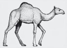 Velbloud jednohrbý – dromedár  (Camelus dromedarius) odvozuje svůj původ z předka na Arabském polostrově, který ve volnosti zcela vymizel. Orig. J. Dungel