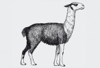 Lama alpaka (Vicugna pacos)  byla domestikována z divoké vikuni  (V. vicugna). Orig. J. Dungel