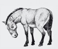 Kůň Převalského (Equus przewalskii) zřejmě není předkem dnešních koní domácích (E. caballus), ale byl u něj  proveden první domestikační pokus. Orig. J. Dungel