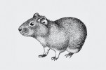Morče divoké (Cavia aperea) – jeden z možných předků morčat domácích  (C. porcellus). Jiným kandidátem je blízký druh morče horské (C. tschudii). Orig. J. Dungel