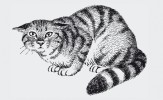 Severoafrická kočka divoká  (Felis silvestris libyca), předek kočky domácí (F. catus). Orig. J. Dungel