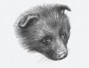 Povislé uši u mláděte domestikované lišky. Obr. upraven podle: L. N. Trutová (1999), kreslila R. Bošková