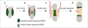 Dvoustupňový model vaskularizace chrupavčitého základu kosti. a – zprvu jsou exprimovány vysoké hladiny růstového faktoru cévního endotelu (Vascular Endothelial Growth Factor, VEGF) v perichondriu a okolních  tkáních; to stimuluje cévy k vrůstání  do této oblasti; b – později je exprese VEGF v perichondriu snížena a začíná jeho exprese v centru chrupavčitého základu hypertrofickými chondrocyty; c – následně vysoká hladina VEGF v hypertrofické zóně růstové chrupavky přitahuje chondroklasty a osteoklasty a stimuluje vrůstání cév (v detailu  na obr. 3); d – exprese VEGF přetrvává v hypertrofické zóně chrupavky i po vytvoření  dřeňové dutiny. Blíže v textu. Upraveno podle: E. Zelzer a kol. (2002). Kreslila R. Bošková