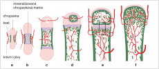 Chondrální osteogeneze. Schéma sledu stadií od chrupavčitého modelu až po vyrostlou kost (a–f). Chrupavčitý model s perichondrální kostní manžetou (a). Mineralizace chrupavkové matrix  uprostřed diafýzy (b). Cévy vnikly do diafýzy (c), vznikla primární dřeňová dutina; endochondrální osifikace již proximálně a distálně vedla ke vzniku primární spongiózy (houbovité kostní dřeně).  Epifýza je ještě chrupavčitá, s krevními cévami. Osifikace v diafýze pokročila  proximálně i distálně (d) a začala již v proximální epifýze. Tento stav zhruba odpovídá stavu holenní kosti (tibii)  člověka krátce po narození. Mezi epifýzou a diafýzou je zřetelně ohraničená chrupavčitá růstová ploténka (e). To odpovídá stavu tibie člověka až do ukončení růstu. Výřez v rámečku ukazuje podrobněji levé schéma na obr. 3. Kost po dokončení  růstu (f), chrupavčitá růstová ploténka  vymizela – růstová štěrbina je uzavřená. Kreslila R. Bošková