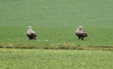 Pár orlů Marion a Orn 012 byl počátkem r. 2023 fotografován na poli v Rakousku asi 5 km od jejich hnízda, pozorována byla i kopulace. Bernhardsthal, 13. ledna 2023. Foto R. Katzinger