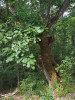 Ve společenstvech panonsko-dunajských doubrav je relativně hojným mediteránní prvek dub balkánský (Quercus frainetto). Foto L. Úradníček