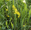 Kručinka křídlatá (Genista sagittalis) jako druh luk proniká i do lesních polanek na suchých mělkých půdách. Foto P. Maděra