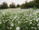 Letní aspekt pastevní enklávy v lese s paprskou velkokvětou (Orlaya grandiflora). Lesní pastva byla součástí managementu lesa. U lesů výmladkového původu to vedlo k podpoře vegetativně vzniklých kmenů, protože dobytek redukoval semenáče generativního původu, a tím snižoval jejich konkurenční tlak. Foto P. Maděra