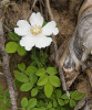 Růže rolní (Rosa arvensis) je v krajině Banátu běžným podrostním druhem v lesích všech typů. Foto P. Maděra