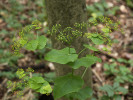 Tromín prorostlý (Smyrnium per - foliatum) nalezneme v synuzii podrostu lesů, jakož i v ekotonech úvozů a mezí porostlých dřevinami. Foto P. Maděra