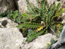 Ve skalních štěrbinách vápencových skal a sutí lze spatřit kapradinu kyvor lékařský (Asplenium ceterach). Foto P. Maděra