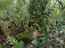 Zvláštní mediteránní vždyzelený keř listnatec ostnitý (Ruscus aculeatus) má listy redukované a stonky přeměněné v zelená fylokladia, z nichž vyrůstají květy a poté za zralosti červené bobule. Foto L. Úradníček