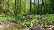 Místo odchytu pestřenky Syrphus nitidifrons (10 dnů před odchytem) v přírodním parku Sovinecko. V den nálezu zde kvetla potočnice lékařská (Nasturtium officinale) a česnek medvědí (Allium ursinum). Foto M. Král