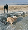 Terénní deprese se v katastrofální zimě na přelomu let 2009–10 staly pro mnohé koně smrtelnou pastí. Prameny Chonin Us, březen 2010. Foto E. Namtaar