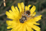 Dospělci pestřenky trubcové (Eristalis tenax) často přezimují v podzemních prostorách Českého krasu (jeskyně, štoly), nezřídka v početných shlucích. Foto S. Krejčík