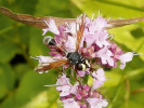 Očnatka Physocephala rufipes je relativně častým druhem, dospělce lze pozorovat např. na květech pcháčů (Cirsium). Vývojem je vázána na čmeláky (Bombus). Foto M. Deml
