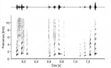 Spektrogram (dole) a oscilogram (nahoře) štěbetavého hlasu (anglicky twitter) nahraného od bělozubky hnědé z chovu. Tento tonální hlas sestávající  ze základní frekvence a několika jejích násobků, tzv. harmonických tónů, vzniká v hlasivkách a vydávají ho mnohé druhy rejskovitých při průzkumu prostředí nebo při mírném rozrušení. Dosavadní výzkumy ukazují, že jim možná slouží k orientaci v prostoru. Orig. I. Schneiderová