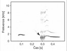 Spektrogram zobrazující část  variability kníkání vydávaného bělozubkami hnědými během odpočinku,  kdy nehybně ležely ve svých hnízdech. Vlevo nejčastěji vydávaný tonální hlas (se základní frekvencí a harmonickými tóny, které v tomto případě nejsou  příliš viditelné), vpravo strukturálně odlišný hlas s hlučným začátkem (označeno šipkou). Originál I. Schneiderová