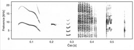 Spektrogram hlasového repertoáru bělozubek hnědých mladších než 10 dní. Zleva pisklavý hlas, švitoření,  štěbetání, cvrčení, výkřik a cvakání. Originál I. Schneiderová