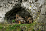 Samice výra velkého (Bubo bubo) s mláďaty v ideální hnízdní dutině, ráno v 6:15 na konci května. Po pořízení fotografie samice mláďata nakrmila. Snímek nepochází z fotopasti. Chráněná krajinná oblast Český ráj. Foto Z. Mrkáček
