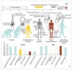 Příklady znaků zvyšujících efektivitu lokomoce vybraných vymřelých homininů (Australopithecus afarensis, Homo ergaster, neandertálci – H. neanderthalensis), jejich časové zařazení a odhadované  či předpokládané náklady na chůzi a běh ve srovnání s měřenými náklady šimpanzů a současných lidí (H. sapiens sapiens, anatomicky moderní člověk – AMČ). Upraveno podle: D. M. Bramble a D. E. Lieberman (2004), M. Hora a V. Sládek (2014), H. Pontzer a kol. (2009, 2014),  D. A. Raichlen a kol. (2011), J. Rubenson a kol. (2007), M. D. Sockol a kol. (2007)