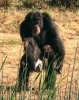 Šimpanz má při chůzi po dvou ne­ustále mírně pokrčené (flexované) končetiny v kyčelním a kolenním kloubu, což je důsledek odlišného tvaru pánve. Tento přikrčený způsob bipedie je nákladnější než bipedie člověka, jenž je schopen plného natažení končetin v obou zmíněných kloubech. Foto V. Černá