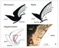 Porovnání řezů vnitřních schránek belosépie (Belosaepia), sépie a egypto­sépie (Aegyptosaepia). Na snímku řezu schránkou egyptosépie je zachycena část fragmokonu s přepážkami (septy) a rozdílná mineralizace schránky tvořené jak kalcitem, tak aragonitem (sf – sifonální trubice; fr – fragmokon). Blíže v textu. Podle: A. Naef (1922), foto M. Košťák