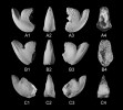 Hlavonožec Aegyptosaepia lugeri z paleocénu (59,2 milionu let) jižního Egypta. A – holotyp (typový exemplář,  podle něhož byl druh popsán), B a C – paratypy (jedinci typové série, slouží k popisu vlastností druhu, které nejsou patrné na holotypu); 1 a 3 – boční pohledy, 2 – zadní část schránky, 4 – přední část (oblast fragmokonu). Výška  exemplářů ca 2 cm. Snímky M. Košťáka
