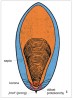 Sépion – vnitřní schránka současné sépie (Sepia) v pohledu z břišní části. „Hrot“ je naznačen černě, „embryonální“ oblast okolo počáteční komůrky (protokonchy) v červeném rámečku. Podle: K. Bonik (1977; viz Živa 2005, 3: 125–128)