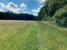 Tvrdý ekoton mezi loukou a lesem, který umožňuje existenci pouze minimální diverzity savanových druhů. Třeboňsko. Foto A. Sucháčková Bartoňová