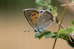 Ohniváček modrolesklý (Lycaena alciphron) si vybírá místa s řídkou vegetací, kde samičky přednostně kladou na statné rostliny šťovíků (Rumex sp.), což jsou typické druhy pastvin. Velké množství bylin potřebuje pro klíčení otevřenou půdu, kterou rozhrabávala megafauna, a tyto rostliny jsou často vyhledávány různými druhy na ně navázaného hmyzu. Foto A. Sucháčková Bartoňová