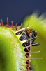 Moucha bojující uvnitř pasti mucholapky podivné (Dionaea muscipula) a spouštějící tak stovky elektrických  signálů. Mucholapka je jedinou  suchozemskou rostlinou chytající  drobné lezoucí a létavé živočichy  pomocí velmi rychle pohyblivého mechanismu. Foto A. Pavlovič