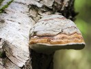 Bokem přirostlé, kopytovité plodnice troudnatce kopytovitého (Fomes fomentarius) na kmeni břízy. Tento druh  patří mezi typické chorošovité houby způsobující bílou hnilobu dřeva. Foto O. Koukol