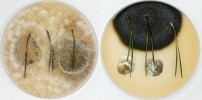 Kolonie endofytních hub vyrůstající z povrchově sterilizovaných jehlic  borovice lesní (Pinus sylvestris). Foto O. Koukol