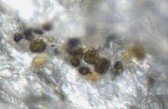 Mikrofotografie skupiny buněk endolitů a jejich ochranných obalů bohatých na pigment scytonemin v sádrovci z jižní Sicílie. Scytonemin pomáhá organismus chránit před ultra fialovým zářením (blíže v textu). Foto A. Culka