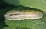 Larva dravé pestřenky rodu Syrphus patří mezi významné predátory mšic živících se na netýkavkách. Foto J. Havelka