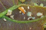 Také larvy dravé bejlomorky Aphidoletes aphidimyza mohou výrazně ovlivňovat početnost mšic na lokalitě. Foto J. Havelka