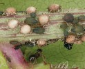 Zlatavě zbarvené mumie mšic napadených mšicomarem rodu Lysiphlebus v kolonii mšice makové. Mravenci rodu Lasius se zde živí medovicí – sladkými výkaly mšic. Foto J. Havelka
