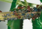 Kolonie mšice makové (Aphis fabae) s mravenci rodu Myrmica, chránícími mšice před blanokřídlými parazitoidy – mšicomary (Braconidae, Aphidiinae). Foto J. Havelka