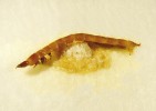 Dospělci hlístovek rodu Steinernema uvolňující se z těla napadené larvy  kovaříka – drátovce. Foto J. Nermuť