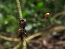 Houba Ophiocordyceps unilateralis parazitující na tropickém mravenci Paltothyreus tarsatus. Pod povrchem stopkatého kulovitého stromatu se tvoří perithecia s askosporami, jimiž se houba šíří. Národní park Ankasa, Ghana. Foto J. Hulcr