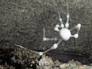 Mrtvý pavouk meta temnostní (Meta menardi) porostlý bílou houbou Engyodontium rectidentatum. Byl nalezen ve štole Motolského potoka v Praze. Foto J. Kočí