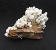 Isaria farinosa – čerstvá kultura na agarovém médiu je také schopna tvořit synnemata. Foto A. Kubátová