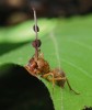 Vřeckovýtrusná houba housenice Ophiocordyceps unilateralis parazitující na tropickém mravenci pravděpodobně rodu Camponotus. Uvnitř polštářovitého stromatu na dlouhé stopce se tvoří  peritecia s askosporami, jimiž se houba šíří a napadá další mravence.  Los Algarrobos, provincie Chiriquí, Panama. Foto O. Koukol