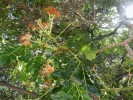 Původem asijské dekorativní stromy albízie Albizia julibrissin a A. saman  na Havajských ostrovech porůstají  obrovské plochy, kde zásadním způsobem mění vegetaci. Foto M. Hejda
