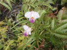 Arundina graminifolia – invazní druh z čeledi vstavačovitých (Orchidaceae), pocházející z jihovýchodní Asie. Orchideje jsou kosmopolitně rozšířenou čeledí, ačkoli téměř nikde nepatří mezi běžné druhy. Výjimku představují druhy s invazními tendencemi – jihoasijské A. gramini­folia a Spathoglottis plicata, které najdeme v tropických a některých subtropických oblastech celého světa. Je zřejmé, že jejich invaze souvisejí s narušováním původní vegetace, jako u jiných druhů invadujících oblasti s krátkou historií intenzivní kolonizace. Foto M. Hejda