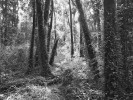 Deštný les mírného pásu na ostrově Chiloé (Chile) s bohatě vyvinutými  epifytickými společenstvy, v nichž  dominují kapradiny rodu blánatec (Hymenophyllum). Foto J. Malíček