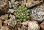 Nekvetoucí, avšak již dospělý  exemplář Escobaria cubensis. Foto L. Kunte