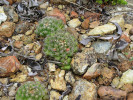 Dospělé rostliny Escobaria cubensis z čeledi kaktusovitých (Cactaceae)  s dozrávajícími plody, které obsahují pouze několik semen, obvykle přibližně 5–10. Plody na snímku  jsou méně vybarvené a doposud vnořené  mezi bradavkami  stonku, což svědčí o jejich neúplné zralosti. Foto L. Kunte